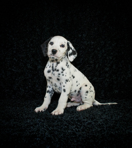 dalmation 小狗