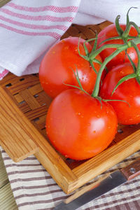 成熟的西红柿的分支