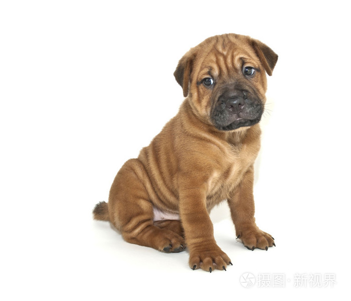 shar pei 小狗