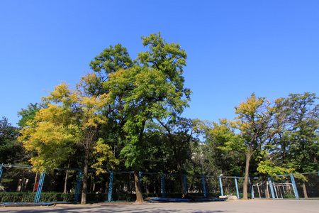 树木在大学校园里的蓝色天空下图片