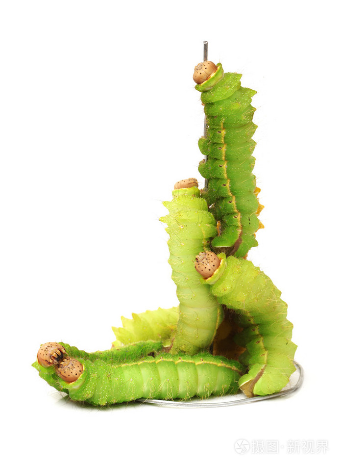 丝绸蠕虫