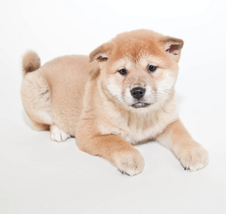 shiba inu 小狗