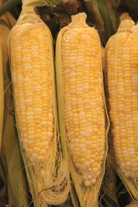 玉米在蒙特利尔市场
