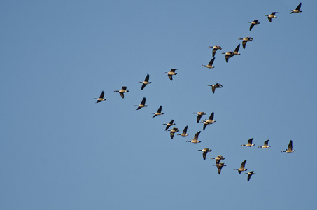 大群雁在湛蓝的天空飞翔