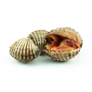 蒸蛤鸟蛤分离在白色背景新鲜的原料蛤