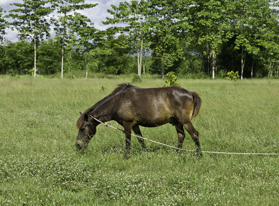 马在牧场草地上吃图片