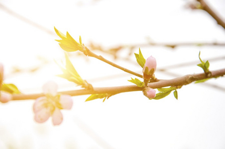 盛开 学生 自然 绽放 季节 果园 雌蕊 夏天 花卉 美容