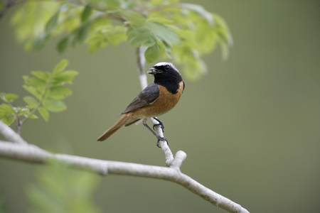 常见鸫，phoenicurus phoenicurus