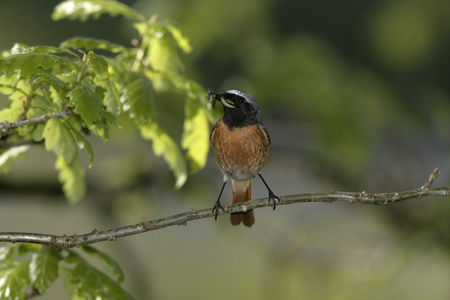 常见鸫，phoenicurus phoenicurus