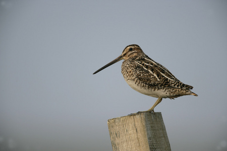 常见只鹬，gallinago gallinago