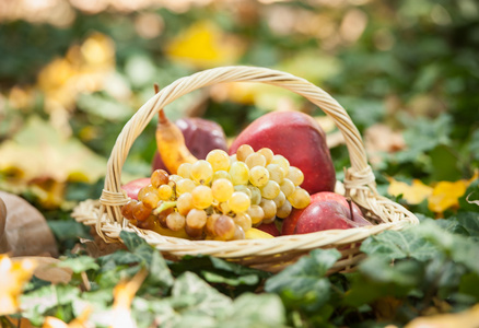 不同种类的水果和蔬菜在绿色草地上的篮子里。秋天收获蔬菜户外 葡萄 苹果 南瓜。秋天收获蔬菜和水果在公园里的篮子里。感恩节