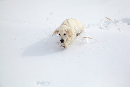冬天只拉布拉多拾猎犬小狗