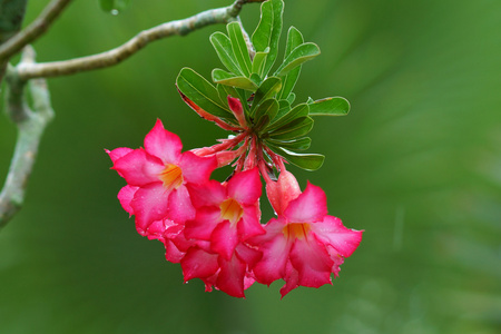 热带花卉粉红色沙漠。沙漠玫瑰