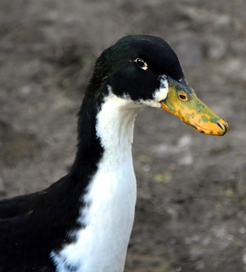 黑色和浅褐色鸭图片