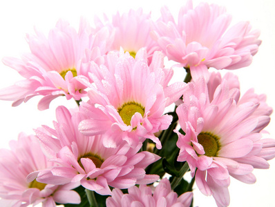 粉色的花