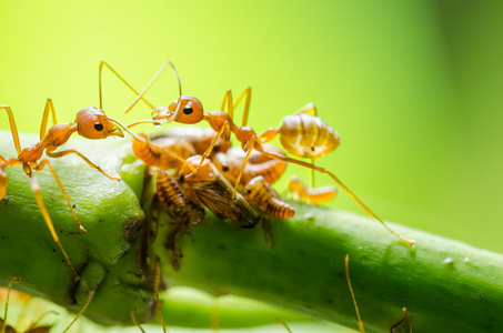红蚂蚁和叶子上的蚜虫