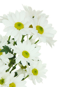 美丽的白菊花上白色孤立