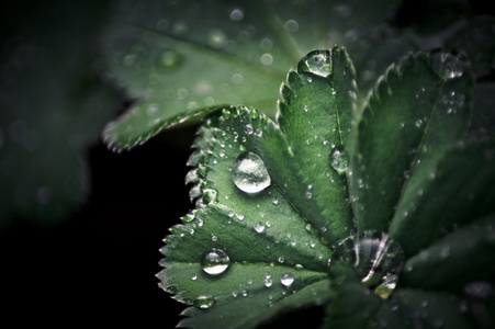 鲜花 水滴，绿草