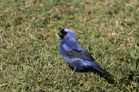 diademed 山雀，stephanophorus 圆珠