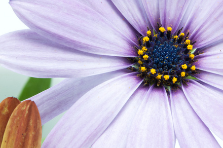 人工色彩鲜艳的花朵图片