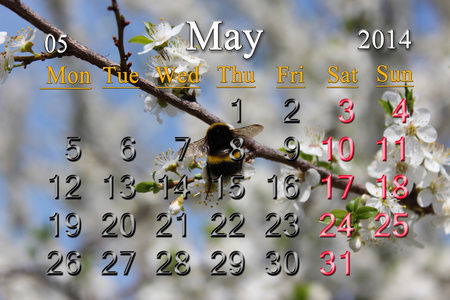 盛开的樱花支 2014 年 5 月的日历