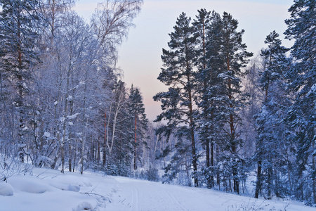 冬季的森林里的蓝色黄昏