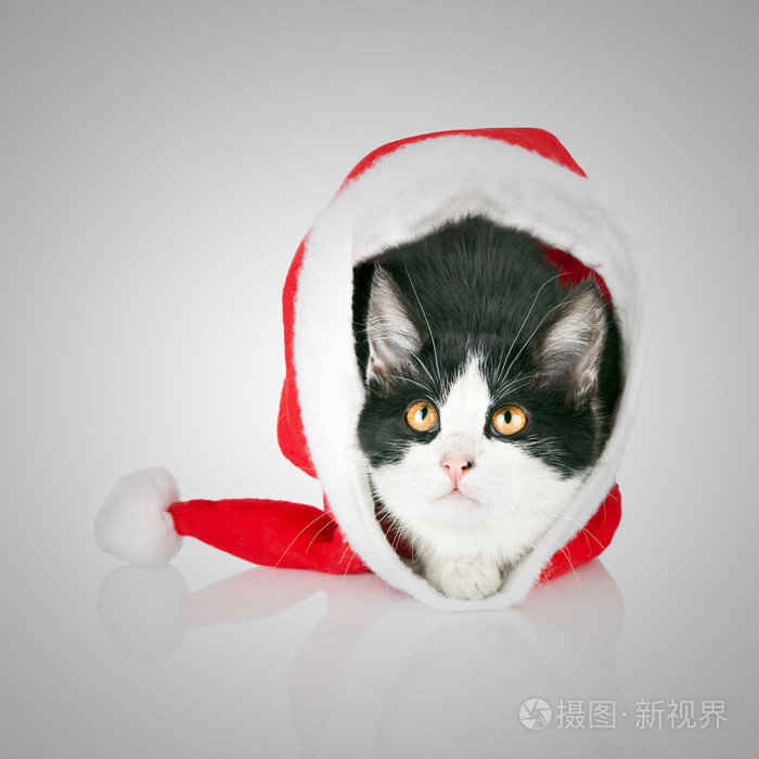 在新的一年的帽只漂亮的猫。小猫藏在红色的圣诞老人帽子