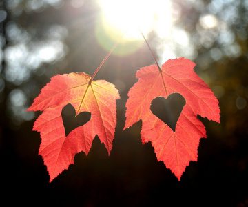 两个黄色树叶图片