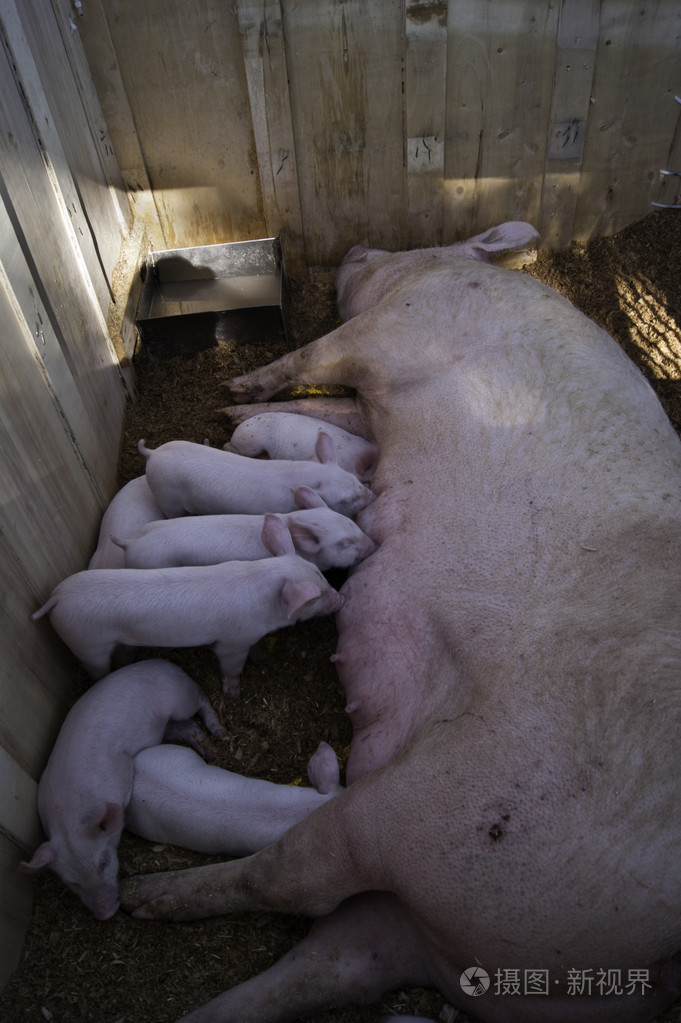 猪母乳喂养