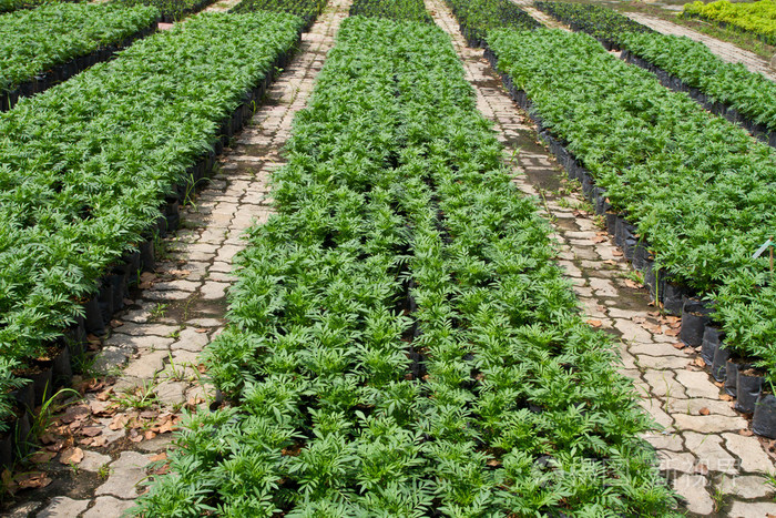 年轻的万寿菊花卉植物