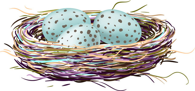 知更鸟蛋的鸟巢图片