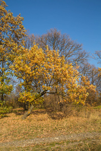 美丽的秋天大自然和树木图片