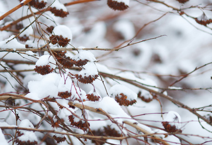 分枝具在雪地里的水果