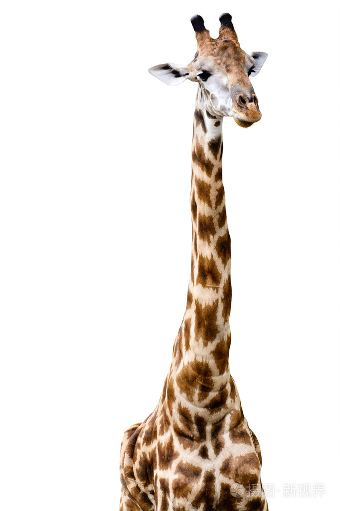 在白色背景上孤立的长颈鹿
