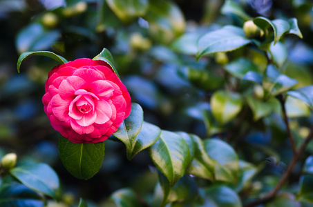 红色茶花