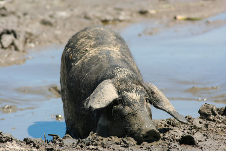 国内猪高兴地沐浴在泥里照片