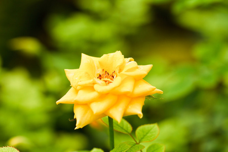 黄色玫瑰花朵