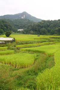 一步水田 泰国