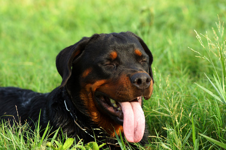 在草地上好罗威纳犬的肖像