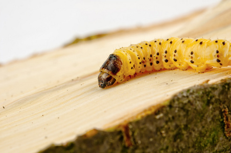 小小的木蛀虫照片