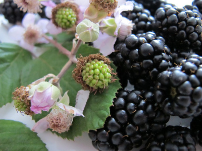 黑莓和野黑莓花