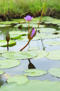 紫莲花紫色花