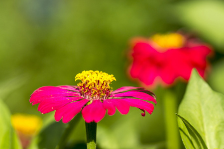 百日草花