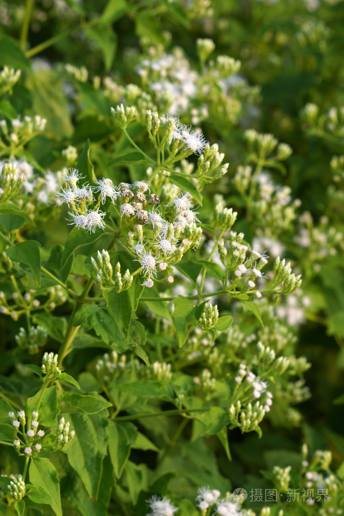 暹罗杂草或牛膝白花 泰国草本 照片 正版商用图片1dvi4s 摄图新视界