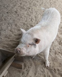 猪站在泥土里图片