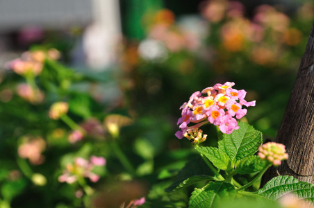 在花园里哭泣lantanas