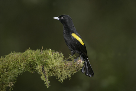 金翅的领袖，cacicus chrysopterus