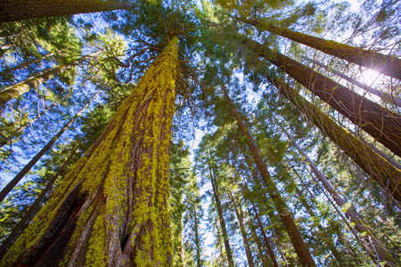 在加利福尼亚州红杉从下面看