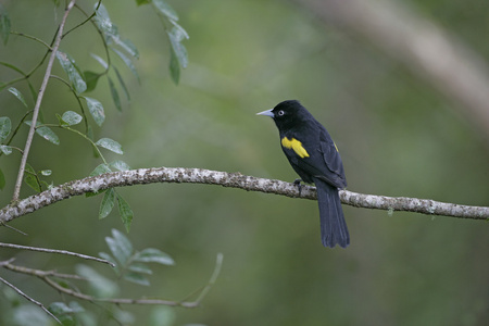 金翅的领袖，cacicus chrysopterus