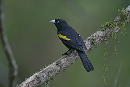 金翅的领袖，cacicus chrysopterus